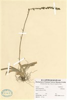 藏品(臺灣粉條菜)的圖片